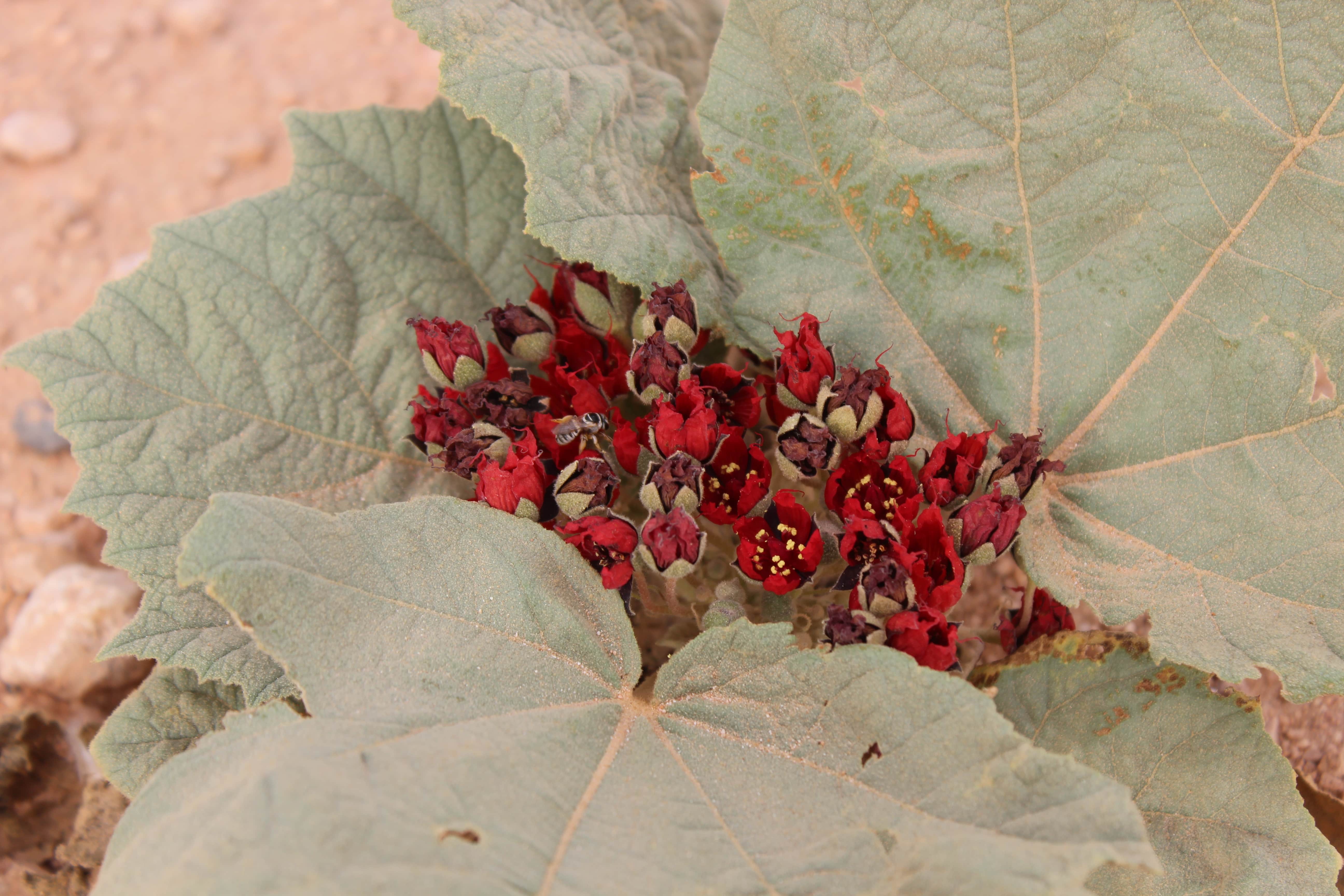 Plant Image
